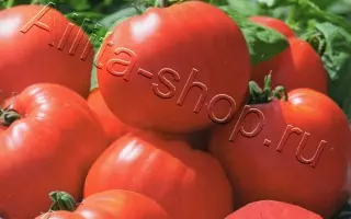 МАЛИНОВАЯ РАПСОДИЯ