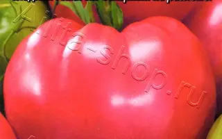 САХАРНЫЙ БИЗОН