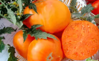 КЛОНДАЙК ОРАНЖЕВЫЙ