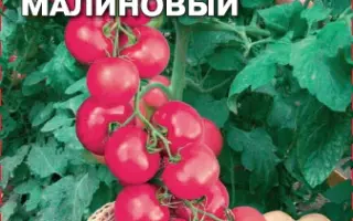 ЧЕРРИ МАЛИНОВАЯ