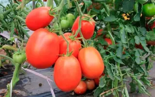 КРОВАВАЯ МЭРИ