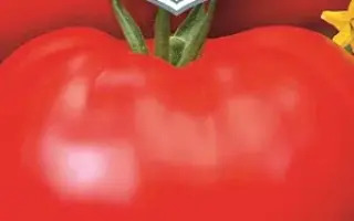 СИБИРСКИЙ ГИГАНТ