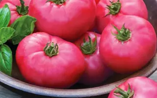 МИКАДО РОЗОВЫЙ