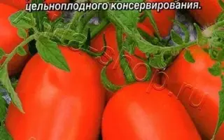 ПАЛЬЧИКИ МАЛЬВИНЫ