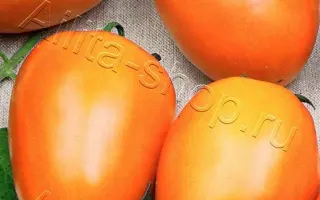 ЗОЛОТОЙ САМОРОДОК