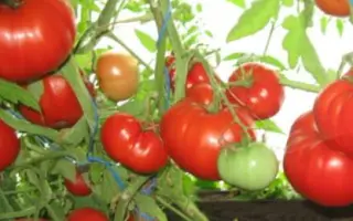 БАБУШКИНО ЛУКОШКО