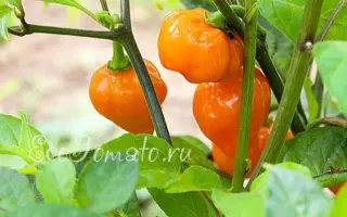 КОРОЛЕВСКОЕ ЗОЛОТО