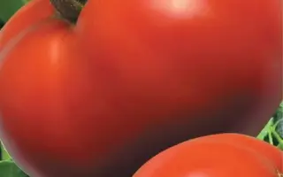 КОНДОР