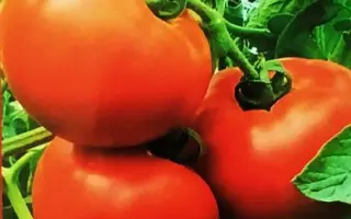 АРГОНАВТ