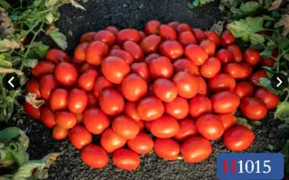 ХАЙНЗ 1015