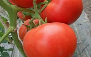 БОЛЬШАЯ МАМОЧКА