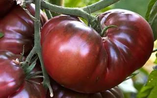 БИЗОН ЧЕРНЫЙ