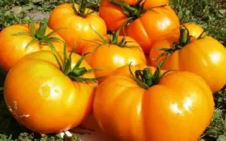 БИЗОН ЖЕЛТЫЙ