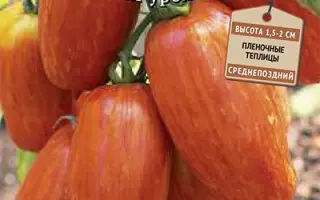 ИСКРЫ ПЛАМЕНИ