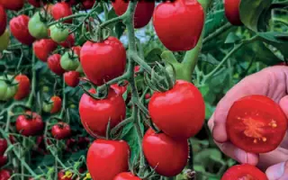 ЧЕРРИ КЛУБНИЧНЫЙ