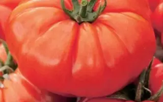 МЕДВЕЖОНОК