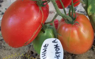 ДАЧНЫЕ ЗАКРОМА