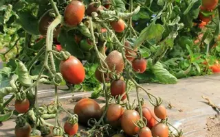 МОНИСТО ИЗУМРУДНОЕ