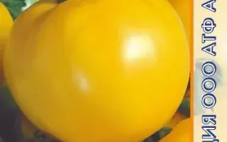 ЖЕЛТОПЛОДНЫЙ