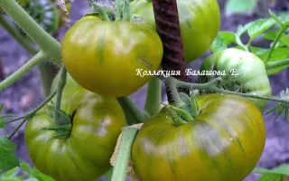 ЦАРЕВНА-ЛЯГУШКА