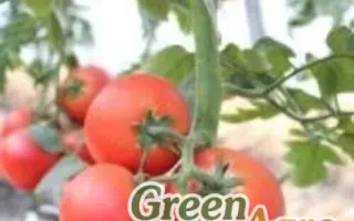 РУБИНОВАЯ КИСТЬ