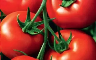 ИВАН-ЦАРЕВИЧ