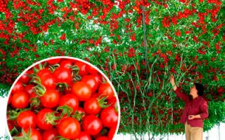 СПРУТ ЧЕРРИ