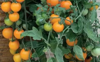 ЗОЛОТАЯ ГРОЗДЬ