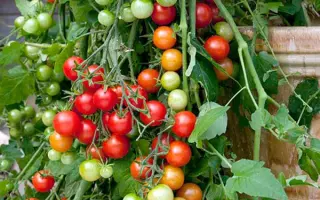 РЯБИНОВЫЕ БУСЫ