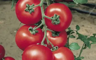 ДЖЕРЛИЕВКА