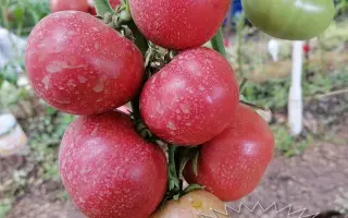 РОЗОВАЯ МЕЧТА