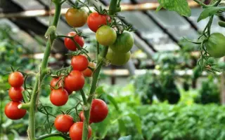 ЁЛКИНСКИЙ ФЕРМЕР