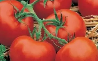 АЛЫЙ ФРЕГАТ