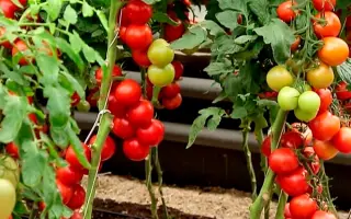 АЛАЯ КАРАВЕЛЛА