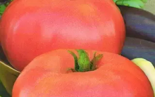 БАБУШКИНО СЧАСТЬЕ