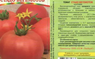 СТАДО БЕГЕМОТОВ