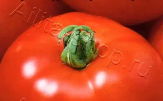 ТРИ МЕДВЕДЯ