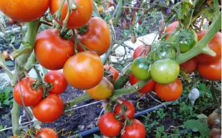 ДЕНЕЖНЫЙ МЕШОК