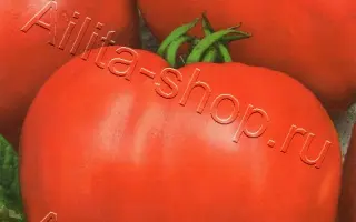 ДЕВИЧЬИ СЕРДЕЧКИ