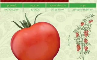 ГАЛИНА ПАНЧЕВА