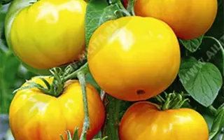 МАРМЕЛАД ЖЕЛТЫЙ