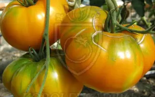 МЕДОВЫЙ ГИГАНТ