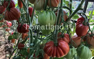 ПУЗАТА ХАТА