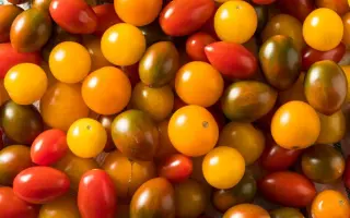 СКАРЛЕТ О'ХАРА