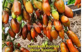 БОКСЕРСКИЙ