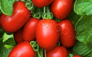 СЛИВКА МОСКОВСКАЯ