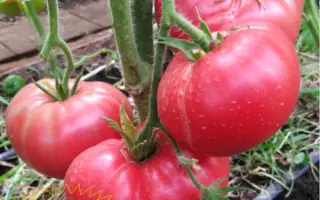 БОЛЬШАЯ МЕДВЕДИЦА