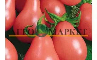 ГРУШОВКА РОЗОВАЯ