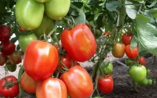 НАСТЯ СИБИРЯЧКА