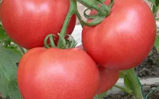 ХЭППИ СПРИНГ 110